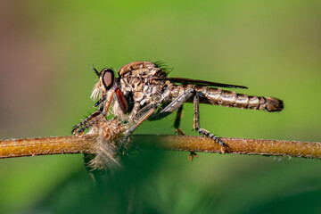 Closeup robberfly on the branch isolated on blurry background