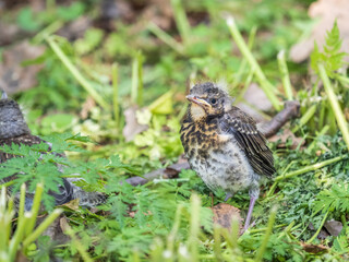 A fieldfare chick, Turdus pilaris, has left the nest and sitting on the spring lawn. A fieldfare...