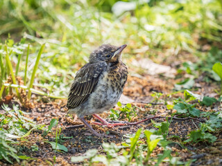 A fieldfare chick, Turdus pilaris, has left the nest and sitting on the spring lawn. A fieldfare chick sits on the ground and waits for food from its parents.