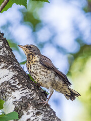 A fieldfare chick, Turdus pilaris, has left the nest and is sitting on a branch. A chick of...