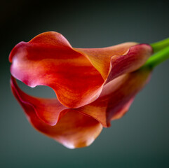 close up of red lily