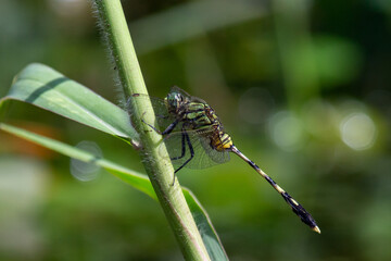 dragonfly on a leaf