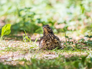 A fieldfare chick, Turdus pilaris, has left the nest and sitting on the spring lawn. A fieldfare...