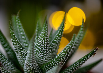 Fototapeta premium macro of a flower succulent