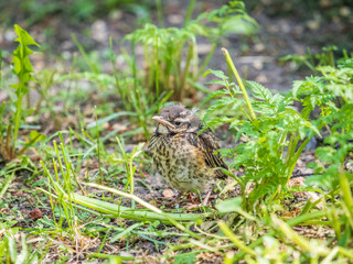 A Redwing chick, Turdus iliacus,, has left the nest and sitting on the spring lawn. A Redwing chick, a bird in the thrush family, sits on the ground and waits for food from its parents.