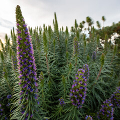 flower in the garden