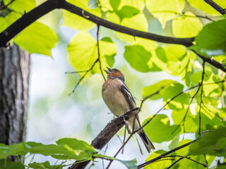 Common chaffinch, Fringilla coelebs, sits on a branch in spring on green background. Common chaffinch in wildlife.