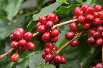 Coffee beans ripening on a tree                               