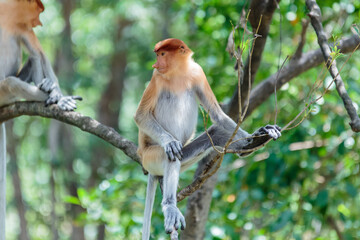 The proboscis monkey (Nasalis larvatus) or long-nosed monkey is a reddish-brown arboreal Old World monkey with an unusually large nose. It is endemic to the southeast Asian island of Borneo.
