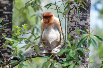The proboscis monkey (Nasalis larvatus) or long-nosed monkey is a reddish-brown arboreal Old World monkey with an unusually large nose. It is endemic to the southeast Asian island of Borneo.