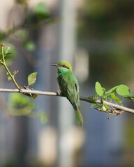 Asian green bee eater