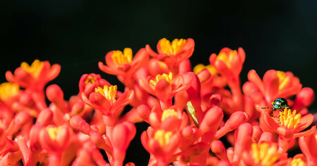 shield bug on red flower