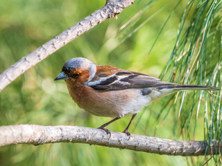 Common chaffinch, Fringilla coelebs, sits on a branch in spring on green background. Common chaffinch in wildlife.