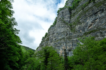 Huge rock covered with greenery in the forest