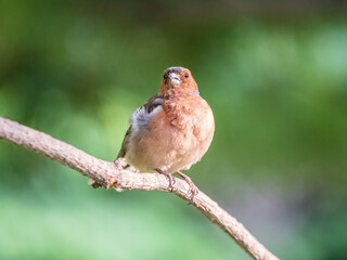 Common chaffinch, Fringilla coelebs, sits on a branch in spring on green background. Common chaffinch in wildlife.