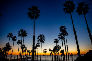 Obraz premium trees at sunset