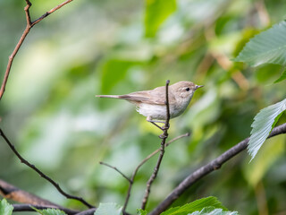 Common chiffchaff, lat. phylloscopus collybita, sitting on branch of bush in spring and looking for food