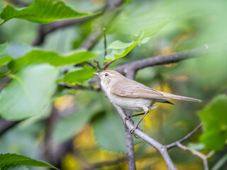 Common chiffchaff, lat. phylloscopus collybita, sitting on branch of bush in spring and looking for food