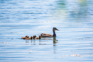 A family of ducks, a duck and its little ducklings are swimming in the water. The duck takes care of its newborn ducklings. Mallard, lat. Anas platyrhynchos