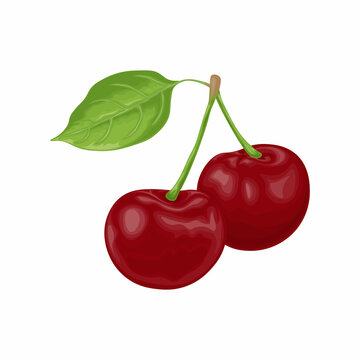 Cherry. An image of a ripe red cherry. Red cherry berries with a green leaf. Garden berries. Vector illustration isolated on a white background