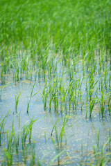 Close up green rice plant field growing in rice farm 
