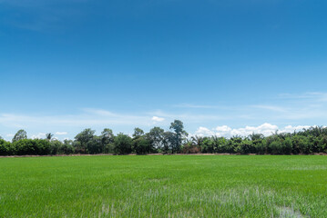 agriculture rice field with blue sky background 