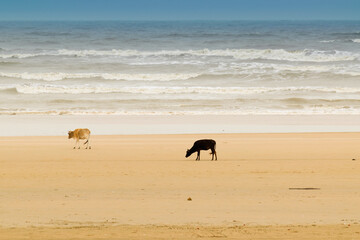 Tajpur sea beach - bay of Bengal, India. View of cows roaming on beach sand with bay of Bengal in...