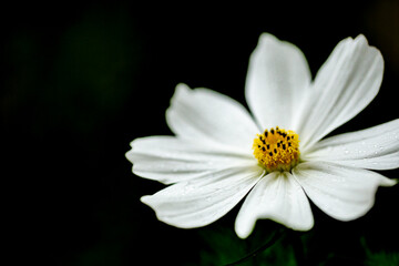 White Cosmo with Dark Background