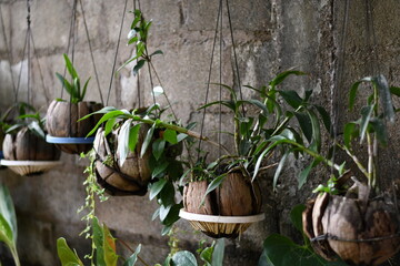 Plant system made with wasted plastic bottle