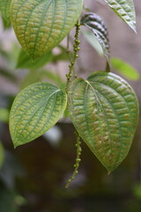 Fototapeta na wymiar Closeup shot of a pepper flora