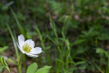 Background in the form of a white rosehip flower against the background of field herbs.