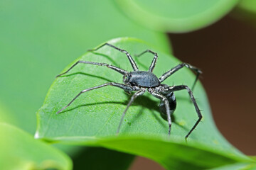 a mimic black ant spider on green leaf