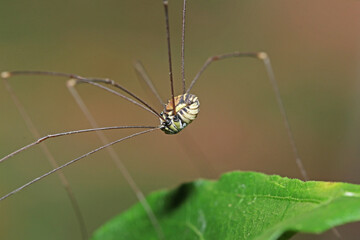 the long leg spider on green leaf
