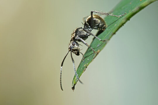 a black ant on leaf