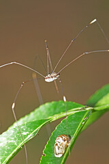 the long leg spider on green leaf