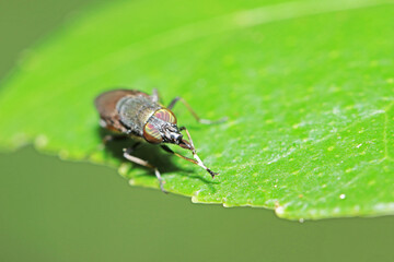 the fly insect on green leaf