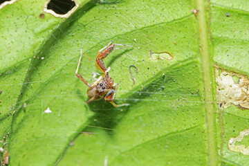 a jumper spider on green leaf