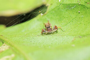 a jumper spider on green leaf