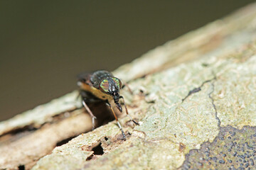 the fly insect on the tree