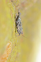 the grasshopper on the tree