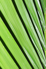green palm leaf texture