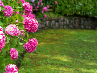 Obraz premium 赤い紫陽花の咲く道