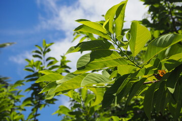 Green bush leaves in sunny weather on blue sky and white cloud background
