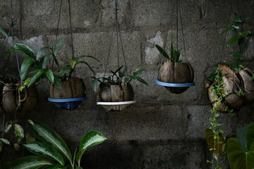 Plant system made with wasted plastic bottle
