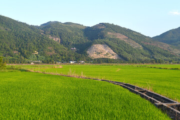 Fototapeta na wymiar Rural landscape with rice fields in Vietnam