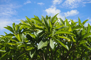 Green bush leaves in sunny weather on blue sky and white cloud background