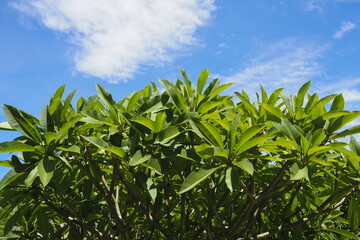 Green bush leaves in sunny weather on blue sky and white cloud background