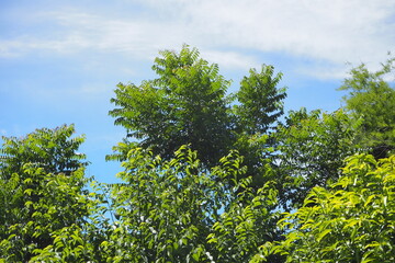 Fototapeta premium Green bush leaves in sunny weather on blue sky and white cloud background