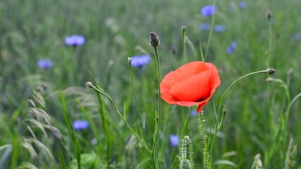 poppy flowers isolated  in the green field