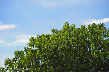 Green bush leaves in sunny weather on blue sky and white cloud background